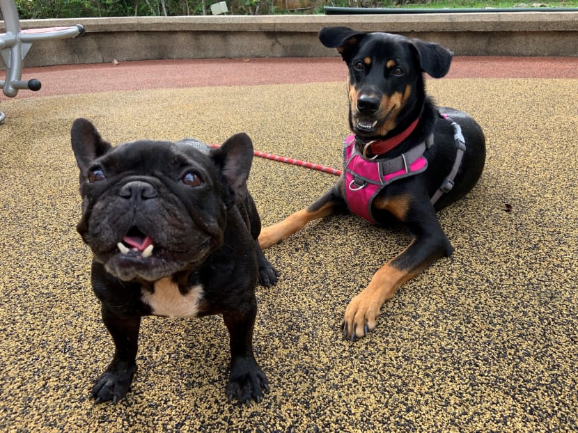 The writer’s dogs Goji (left), a French bulldog estimated to be five years old, and Solomon (right), a 1.5-year-old “Singapore Special”, otherwise known as a mongrel. Both dogs use harnesses on walks and are trained with positive reinforcement techniques, such as rewards and praise. The writer’s dogs Goji (left), a French bulldog estimated to be five years old, and Solomon (right), a 1.5-year-old “Singapore Special”, otherwise known as a mongrel. Both dogs use harnesses on walks and are trained with positive reinforcement techniques, such as rewards and praise.