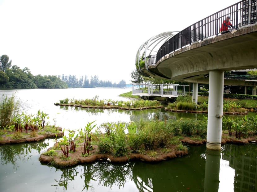 Biodiversity thriving on artificial Punggol waterway