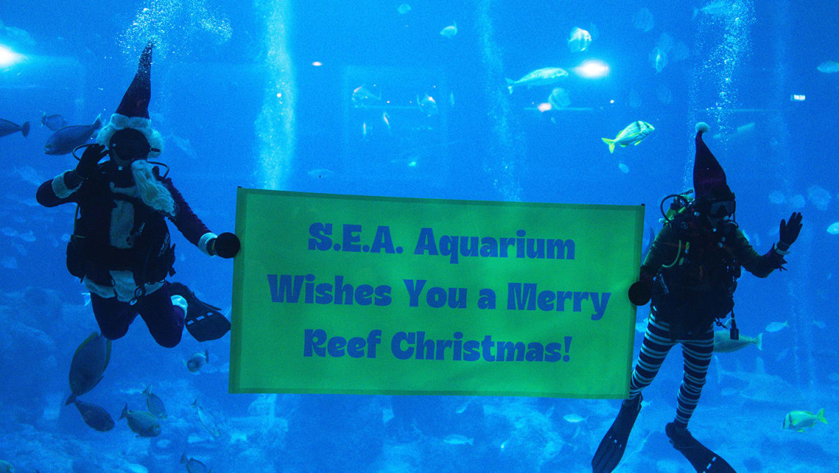 A Merry Reef Adventure: Where holiday magic meets underwater discovery