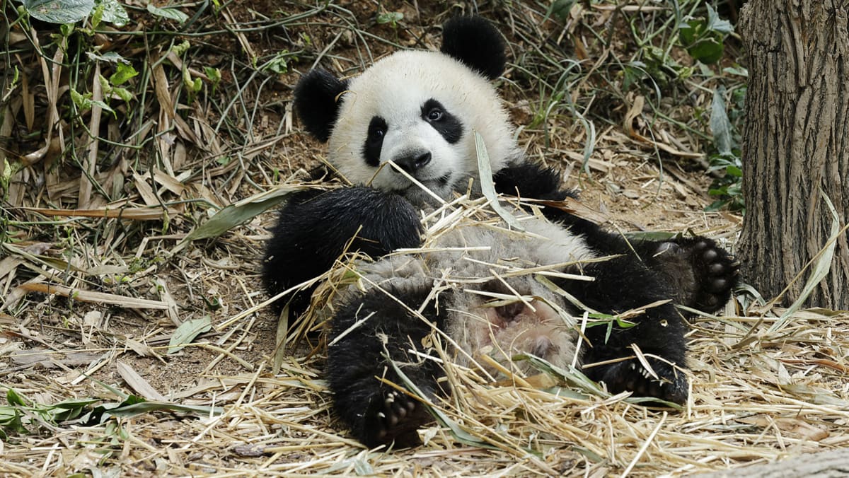 beary-cute-singapore-s-first-giant-panda-cub-le-le-turns-one-year-old