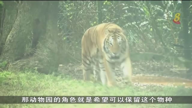台湾动物园吁民众提高老虎保育意识