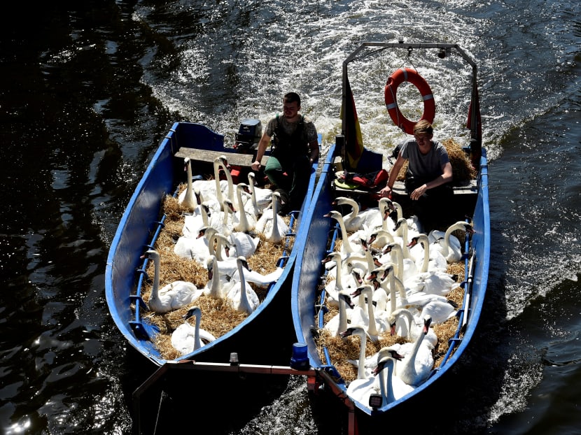 Photo of the day: Swans sit in boats as they were caught at Hamburg's inner city lake Alster on Aug 7. Due to hot weather the swans are collected from waterways around the northern city of Hamburg, Germany, and taken to quarters where they usually spend the winter.