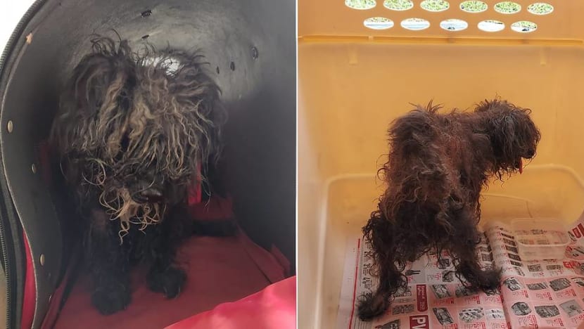 Woman fined for abandoning 16-year-old neglected dog beside rubbish bin