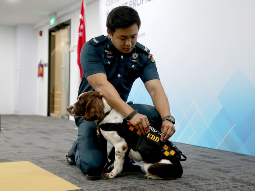 These sniffer dogs working for Certis are of a national standard
