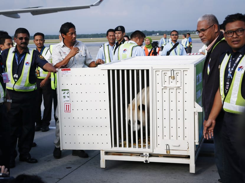 Feng Yi, one of two giant pandas from China, arrived in Kuala Lumpur yesterday. The pandas are on a 10-year loan to mark the 40th anniversary of bilateral relations between China and Malaysia. Photo: AP