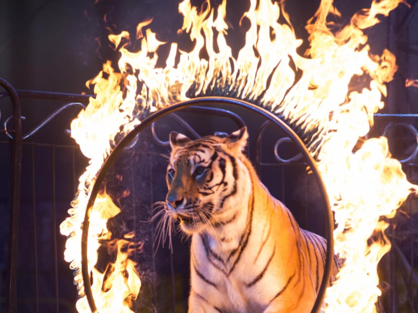A tiger jumps through a ring of fire during a performance of the Fuentes Gasca Brothers Circus in Mexico City. Photo: AP
