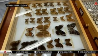 Project to create digital archive of natural specimens found in Singapore | Video