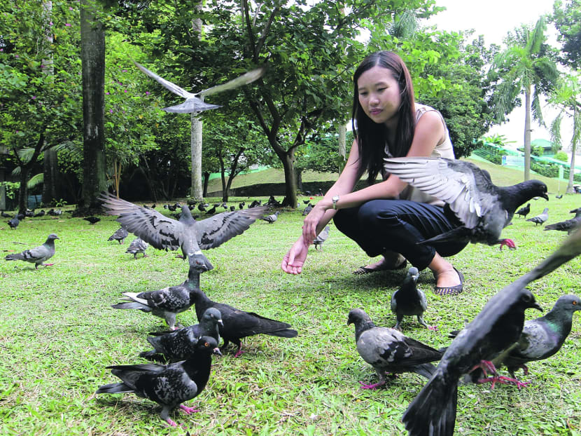 More complaints about pigeons after AVA pilot