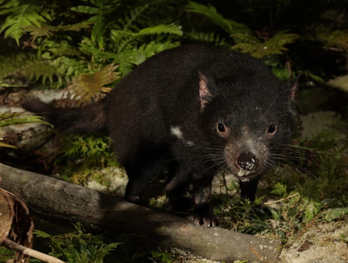 You can now say hello to 4 Tasmanian Devils at your next Singapore