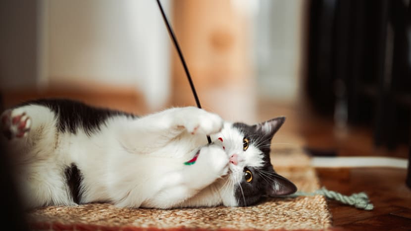 Most people agree pet cats should be licensed, allowed in HDB flats: AVS survey