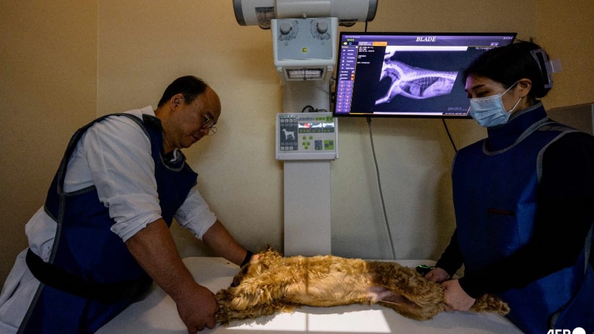 South Korean pet care goes high-tech with AI diagnostics