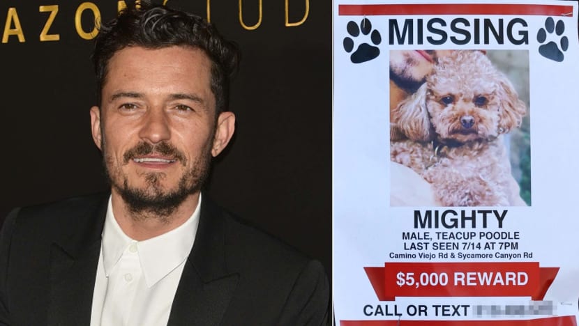 Orlando Bloom Appeals For "Real Information" On Lost Dog Mighty: "He'll Need His Tummy Meds"