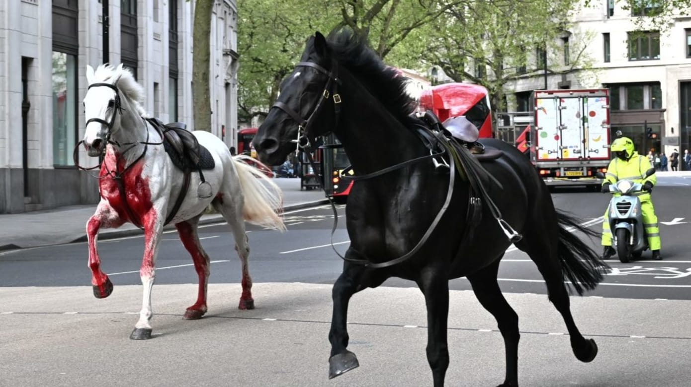 五匹英国皇家骑兵队战马脱缰 浴血狂奔伦敦市伤五人