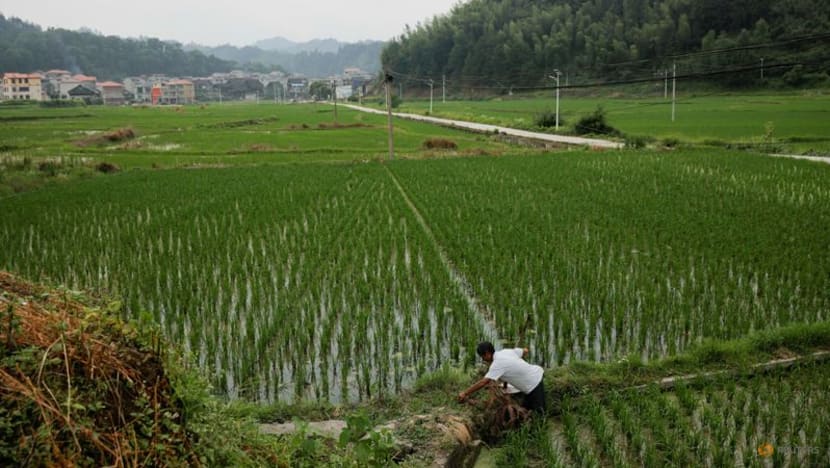Extreme rainfall is taking a toll on China's rice crops, and it could get much worse