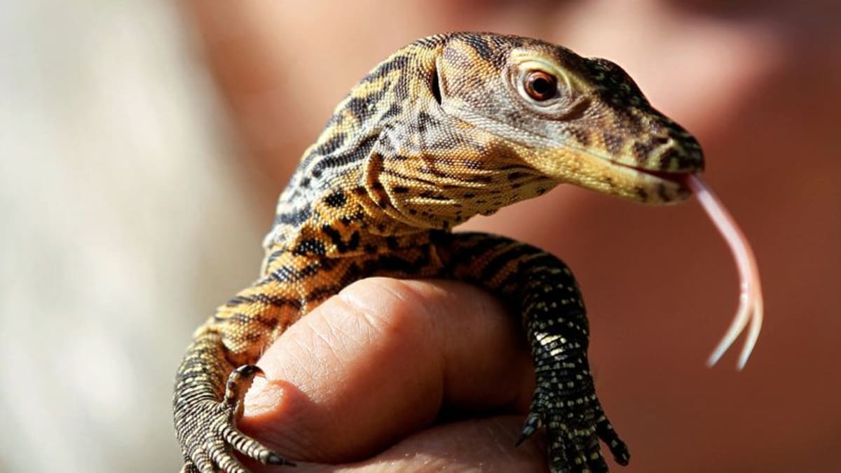 Photo of Una quinta parte de las especies de reptiles del mundo están en peligro de extinción