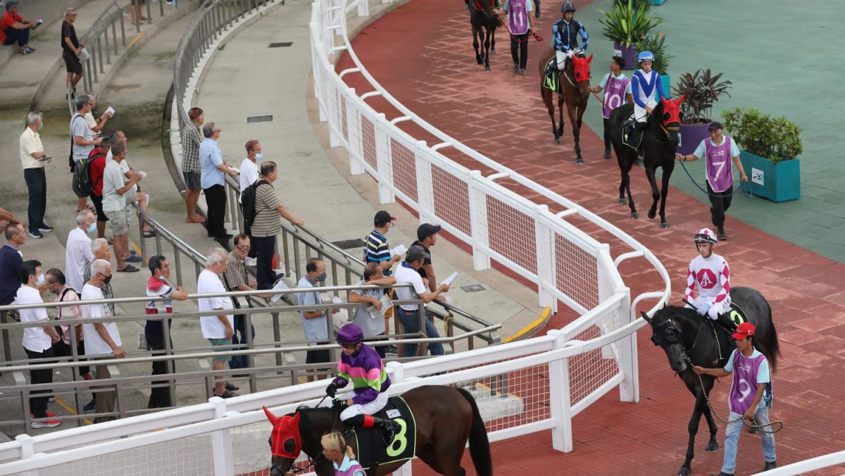 Exported, retrained or retired? 700 racehorses face uncertain fate following Turf Club closure - Vimarsana News