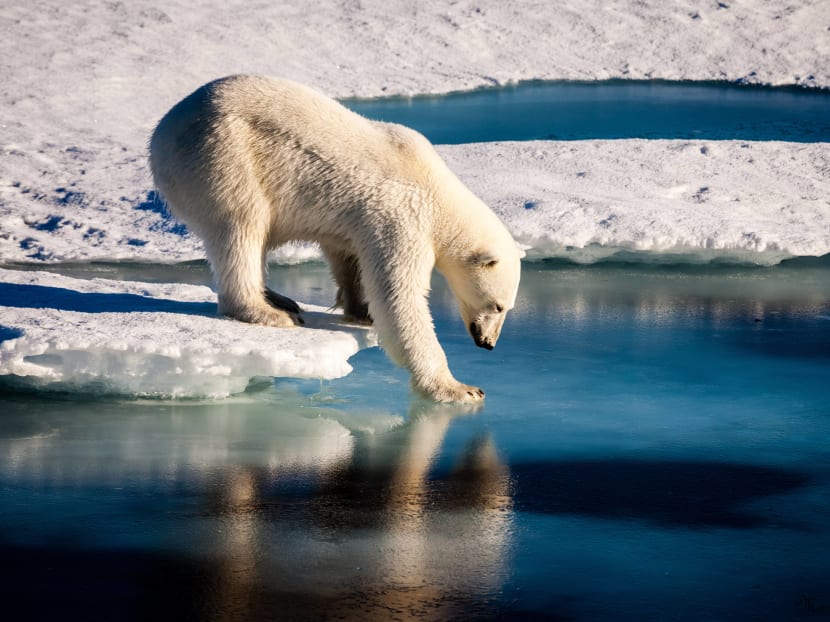 Polar bears are among the animals most affected by changes in Arctic sea ice because they rely on this surface for essential activities such as hunting, travelling and breeding.  Photo: European Geosciences Union via AFP