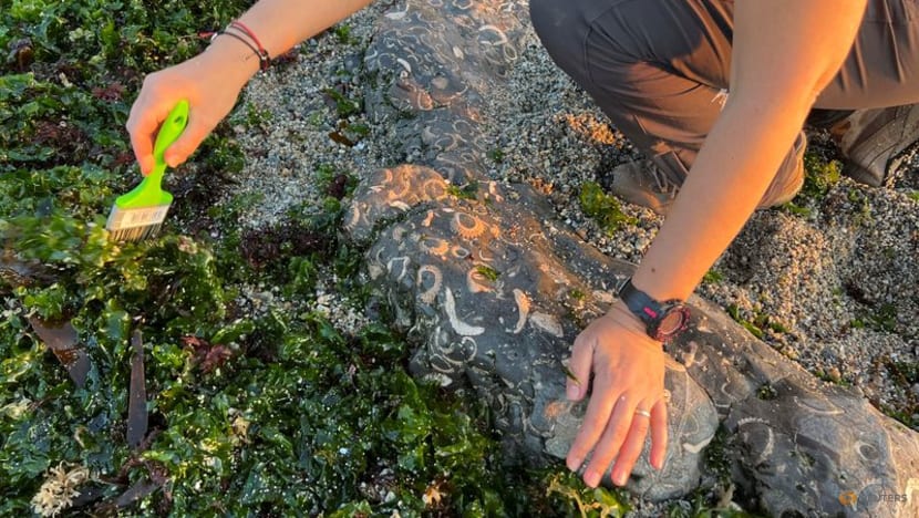 Chilean beachgoers become guardians of Elasmosaurus fossils Chilean beachgoers become guardians of Elasmosaurus fossils