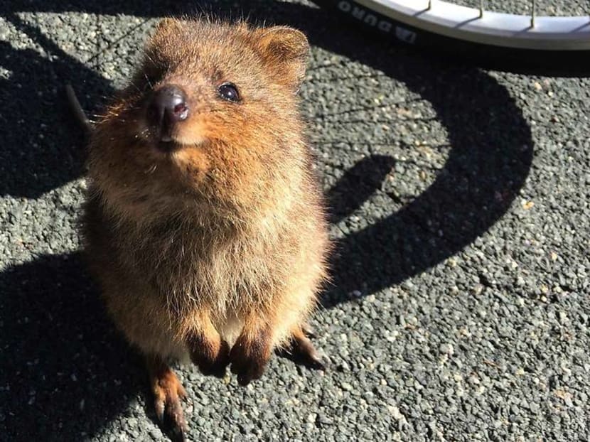 Love to scroll through animal posts? Tune in to these live web cams instead Love to scroll through animal posts? Tune in to these live web cams instead