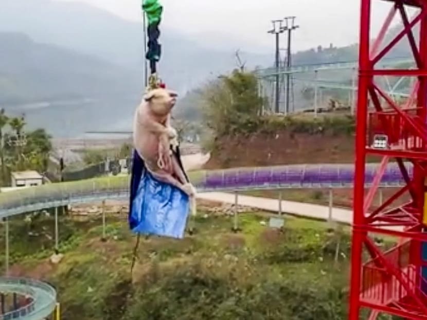 A theme park in southwest China celebrated the opening of its bungee jump by pushing a live pig off a 70-metre platform.