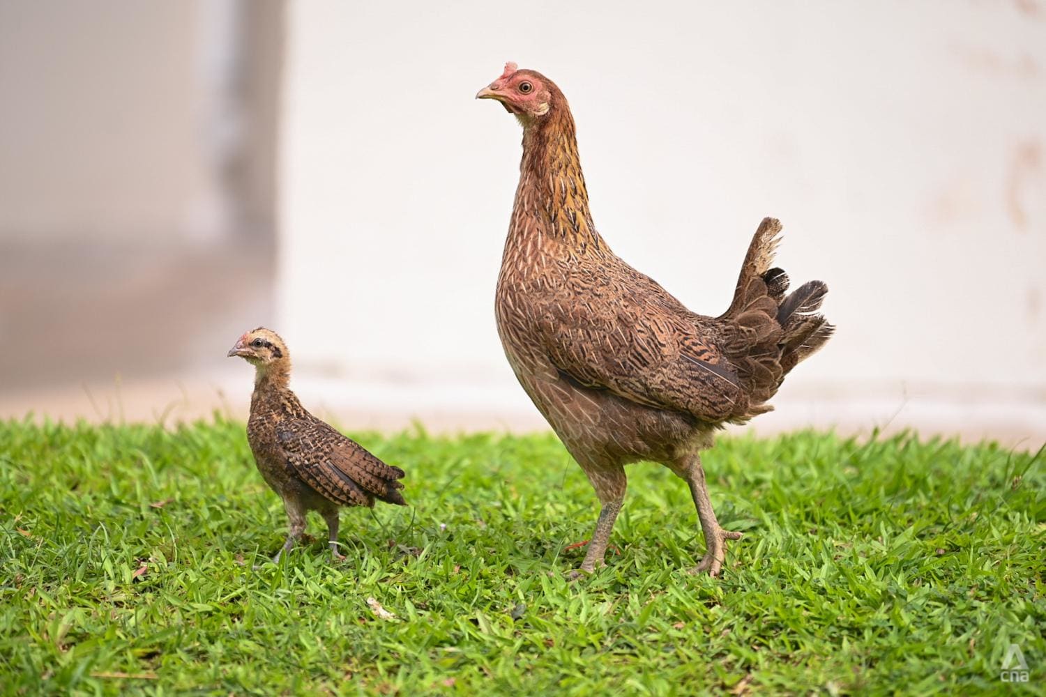 Keeping of poultry in HDB flats not allowed for public health reasons: Tan Kiat How Keeping of poultry in HDB flats not allowed for public health reasons: Tan Kiat How