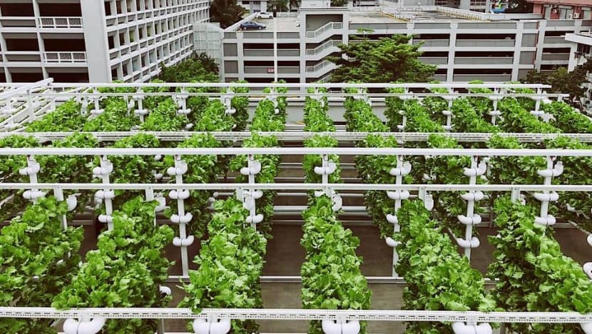 Growing food in the heartlands: SFA launches tender for rooftop farming sites at HDB car parks Growing food in the heartlands: SFA launches tender for rooftop farming sites at HDB car parks