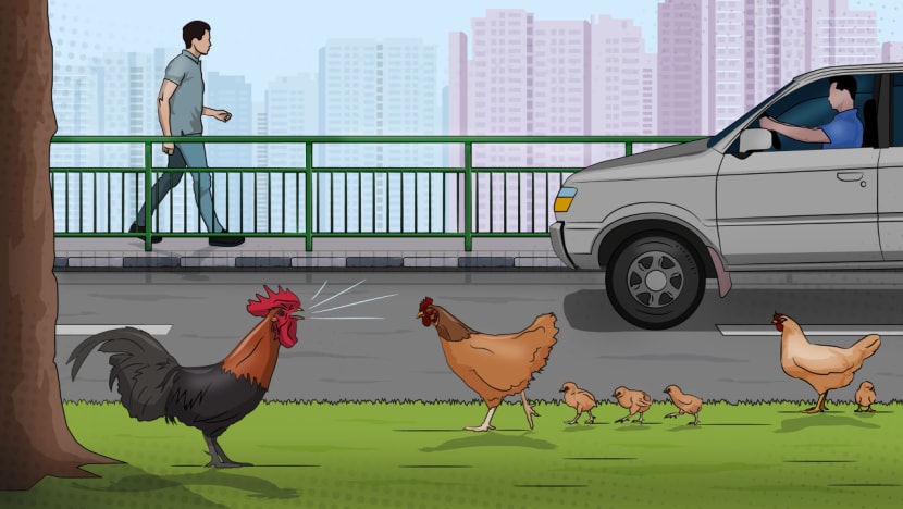 chickensillustration cna