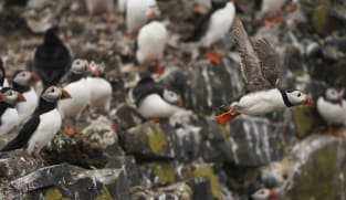 UK bird reserves closed after suspected avian flu outbreak