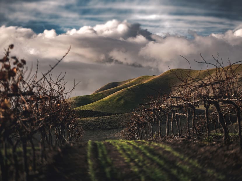 How climate change is affecting the taste and structure of the wines you drink