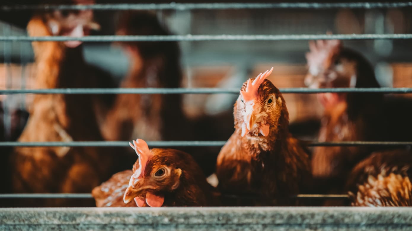 马国7月1日起解除鸡只出口管制 以及肉鸡和鸡蛋统制价
