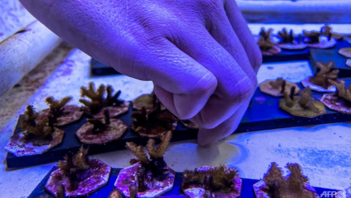 Tawaran putus asa AS untuk merekayasa karang untuk perubahan iklim