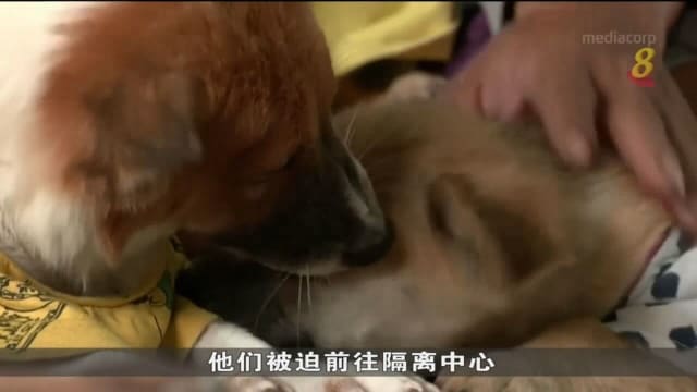 越南夫妇收养因疫情被人抛弃和生病的狗狗