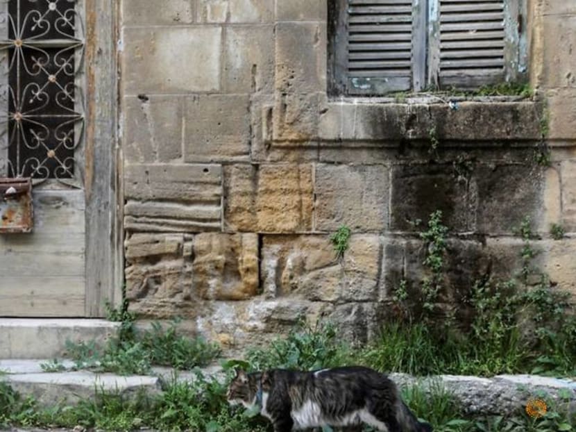 Despite ancient cat connections, Cyprus is swamped with strays Despite ancient cat connections, Cyprus is swamped with strays