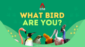 CNA 'What Bird Are You?' Quiz