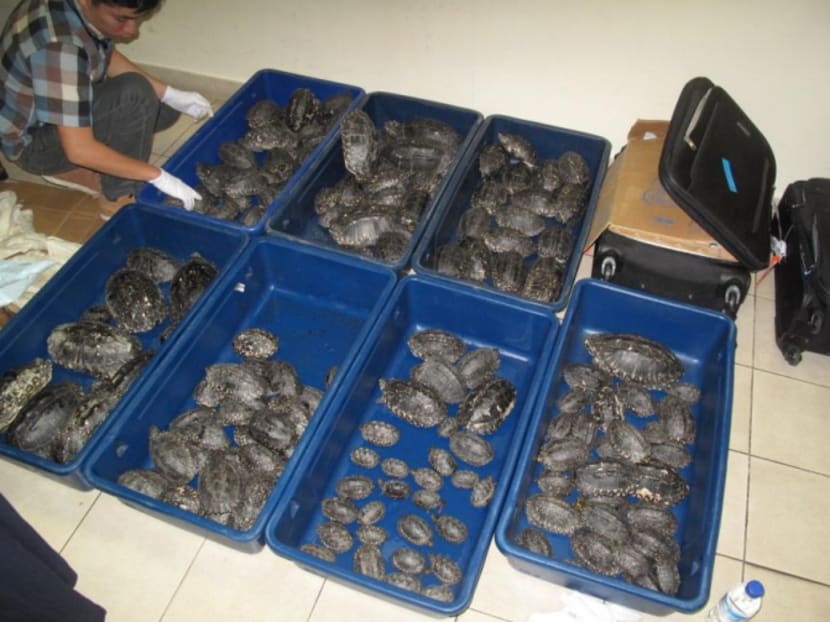 Two men jailed 15 months each for trying to smuggle 206 endangered turtles through S’pore