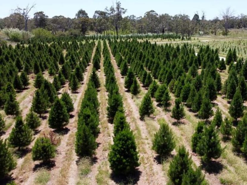 Australian Christmas tree farms run out as shoppers seek a merrier end to a tough 2020 Australian Christmas tree farms run out as shoppers seek a merrier end to a tough 2020