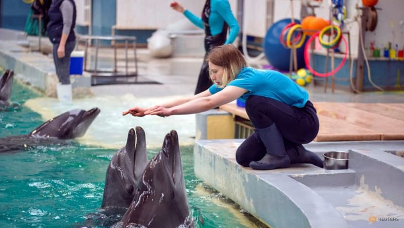 Ukrainian dolphin refugees delight Romanian kids