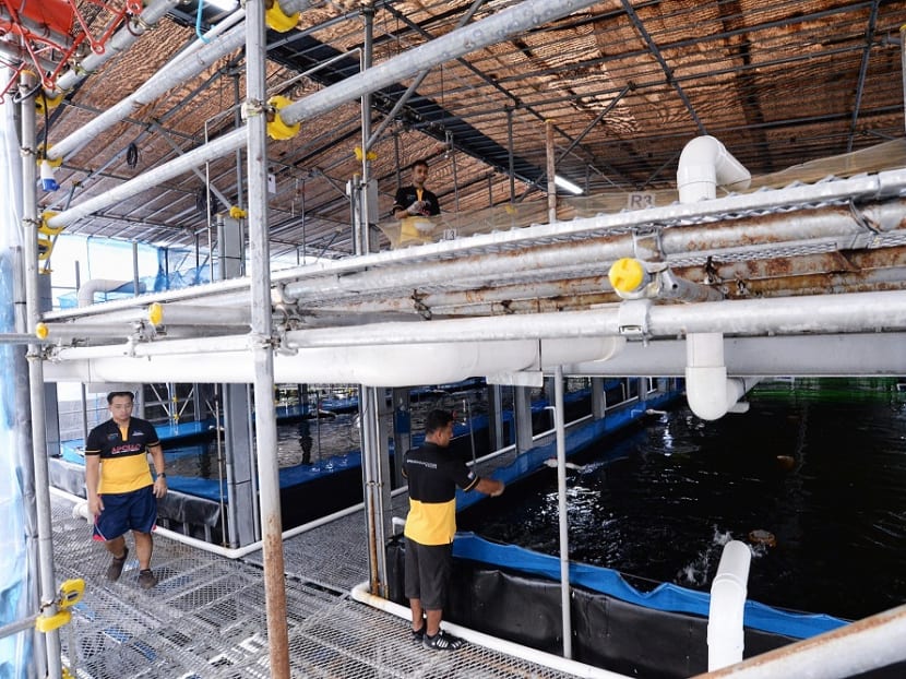 Apollo Aquaculture Group's prototype vertical fish farm at Lim Chu Kang.