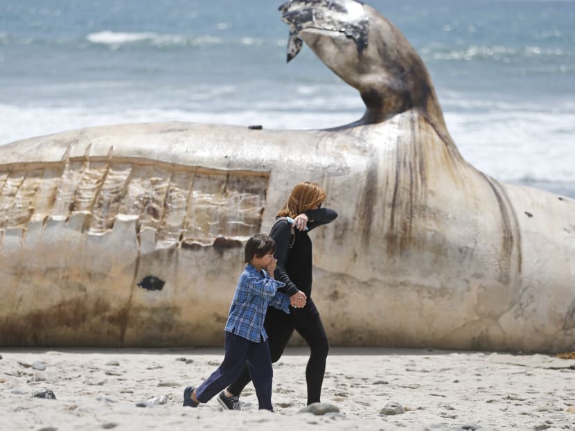 Onlookers marvel at size, stench of dead whale in California