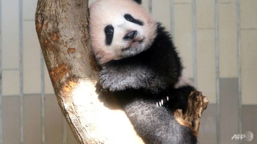 Oh, how cute: Tokyo crowds flock to see baby panda on first day