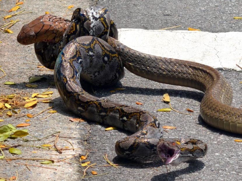 Cobra y pitón vistos 'peleando' en el campus de NTU