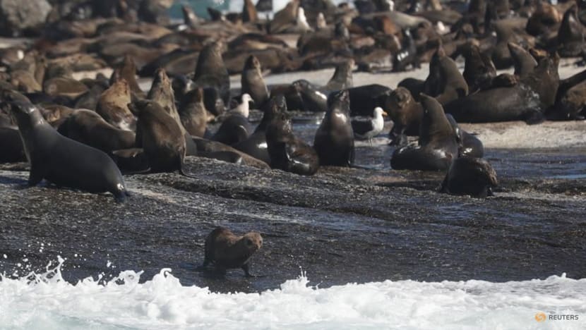 South Africa investigates seal deaths along Cape coast South Africa investigates seal deaths along Cape coast