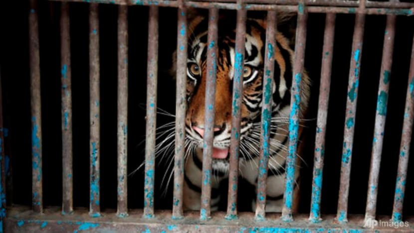 2 rare Sumatran tigers recovering after catching COVID-19 2 rare Sumatran tigers recovering after catching COVID-19
