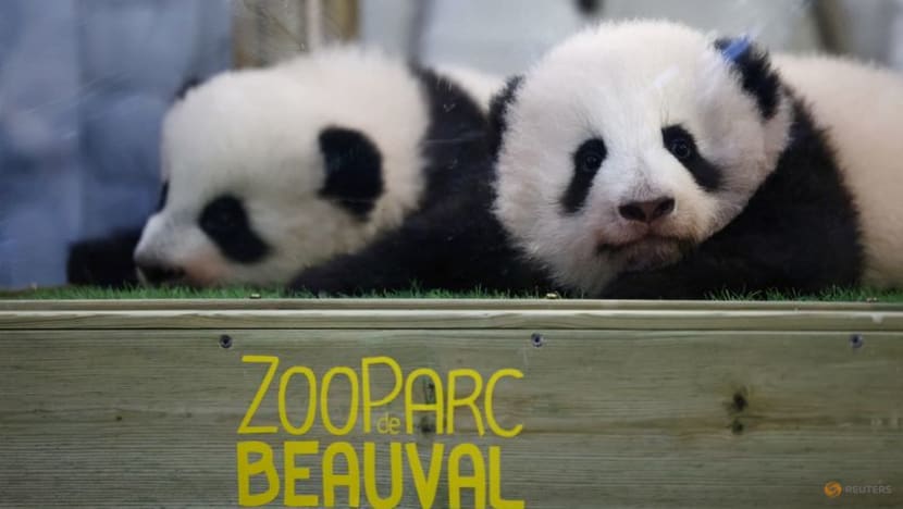 Soccer star Mbappe becomes godfather to panda cub Soccer star Mbappe becomes godfather to panda cub