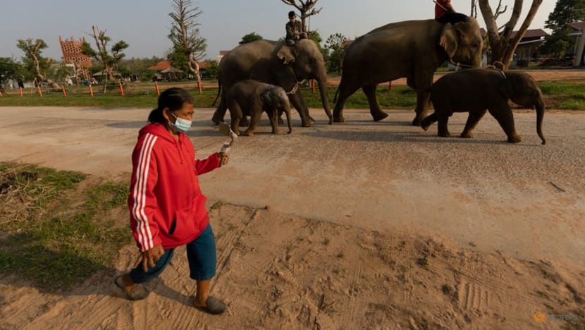 Streaming to survive: Thailand's out-of-work elephants in crisis