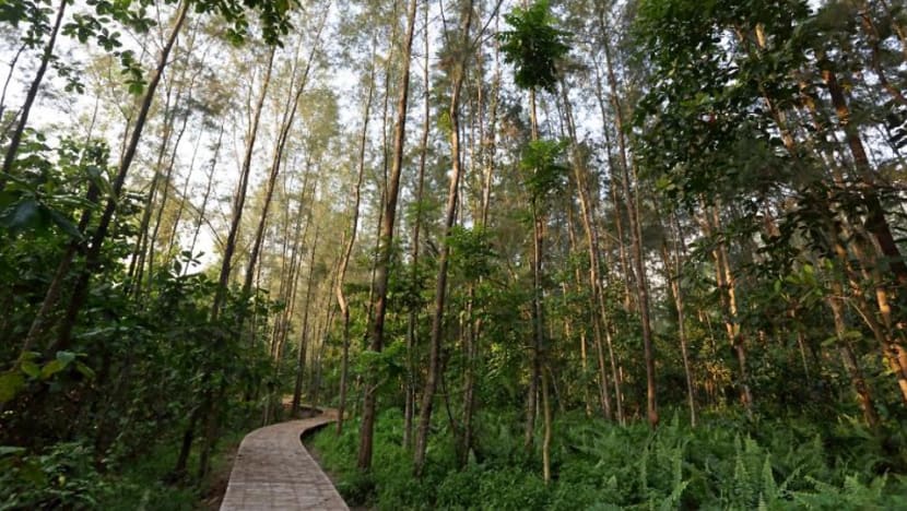 A walk on the wild side: Singapore’s upcoming nature attractions