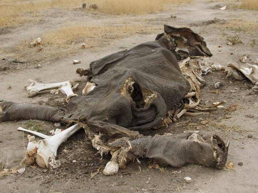 This file photo shows rotting elephant carcasses in Hwange National Park, Zimbabwe. Wildlife officials said animals were poisoned with cyanide by poachers who hack off the tusks for the lucrative illegal ivory market. Photo: AP