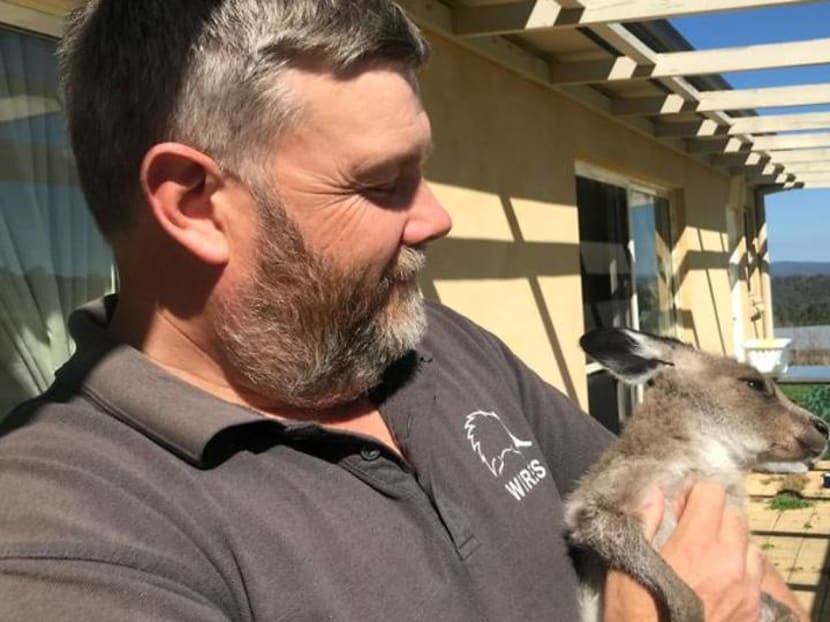 Australian carer mothers orphaned kangaroos back to health Australian carer mothers orphaned kangaroos back to health