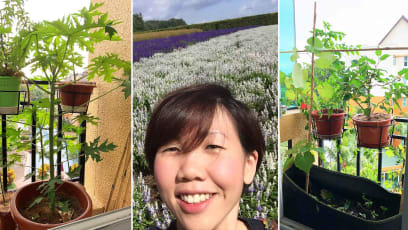 Compliance Officer Grows Papaya Tree, Kale & Herbs In 4th-Floor Apartment