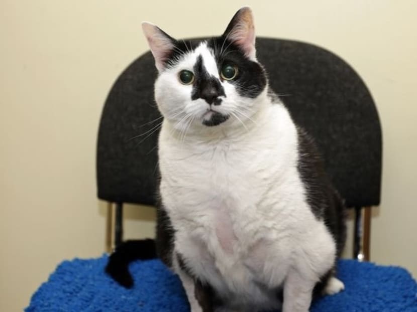 The four-year-old tubby tabby was sent to rescue centre to help her lose weight.